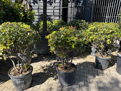 Meerstammige Quercus ilex - Meerstammige steeneik te koop!!!, Tuin en Terras, Planten | Bomen, Overige soorten, Minder dan 100 cm