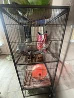 Dierenkooi voor knaagdieren, vogels, fretten, sugergliders e, Dieren en Toebehoren, Kooi, Cavia, Ophalen, Minder dan 60 cm