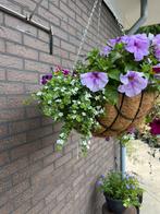 Bacopa, Tuin en Terras, Planten | Tuinplanten, Ophalen, Zomer, Overige soorten, Volle zon