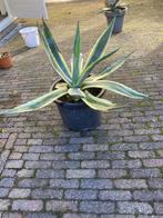 Agave, Tuin en Terras, Ophalen, Vaste plant, Overige soorten