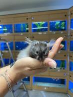 Te koop lieve jonge goudhamsters / Syrisch hamsters, Meerdere dieren, Hamster, Na 1 juli 2024