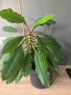 Madagascar jewel, Huis en Inrichting, Kamerplanten, Ophalen, Overige soorten, Minder dan 100 cm