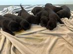 Puppy's, Dieren en Toebehoren, Honden | Niet-rashonden, België, Particulier, Rabiës (hondsdolheid), 8 tot 15 weken