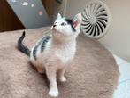 Onze laatste ragdoll kitten is op zoek naar een fijn mandje!, Meerdere dieren