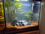 30l pleco paradijs!!!, Ophalen, Zo goed als nieuw, Gevuld zoetwateraquarium