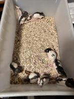 Ratjes, Dieren en Toebehoren, Rat, Augustus, Meerdere dieren, Tam
