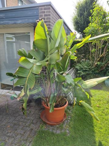 Strelitzia Niccolai beschikbaar voor biedingen