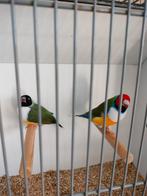 Gouldamadines, Dieren en Toebehoren, Vogels | Overige Vogels, Meerdere dieren, Geringd