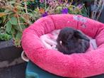 Leuk Mini Lop te reserveren, Geslacht onbekend, Klein, Hangoor, 0 tot 2 jaar