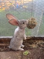 Duitse reus konijnen, Meerdere dieren, Groot