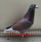 Verschillende Kleurpostduiven., Dieren en Toebehoren, Meerdere dieren, Postduif
