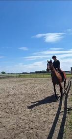 verzorgpaard gezocht omgeving oudenbosch, Dieren en Toebehoren, Paarden en Pony's | Verzorgingsproducten, Ophalen of Verzenden
