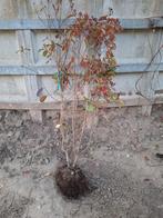 Photinia, glansmispel, Tuin en Terras, Planten | Struiken en Hagen, Ophalen, Overige soorten