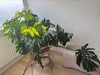 Monstera plant XXL, Ophalen, Overige soorten, 100 tot 150 cm