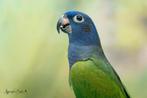 Pionus menstruus zwartoor papegaai, Dieren en Toebehoren, Meerdere dieren, Papegaai, Geringd