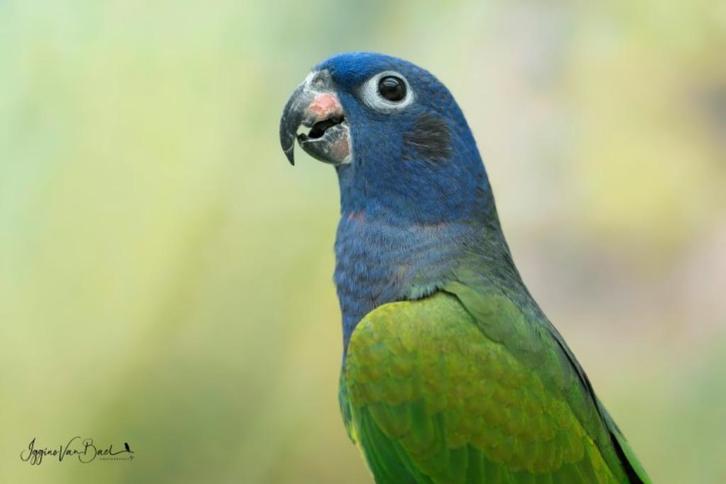 Pionus menstruus zwartoor papegaai, Dieren en Toebehoren, Vogels | Parkieten en Papegaaien, Papegaai, Meerdere dieren, Geringd
