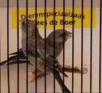 Koppel groenlingen, Dieren en Toebehoren, Meerdere dieren, Geringd