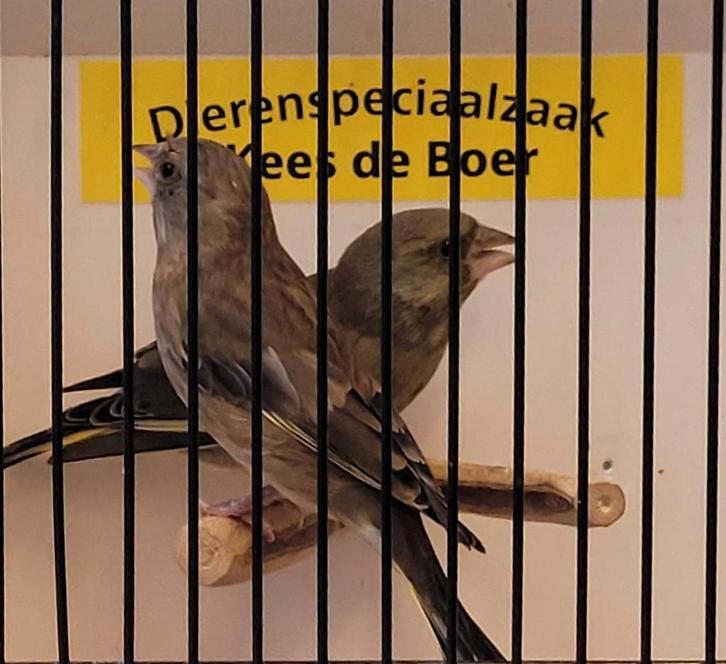 Koppel groenlingen, Dieren en Toebehoren, Vogels | Overige Vogels, Meerdere dieren, Geringd