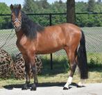 Prachtige PRE ruin te koop, Dieren en Toebehoren, Paarden, B, Ruin, 3 tot 6 jaar, 160 tot 165 cm