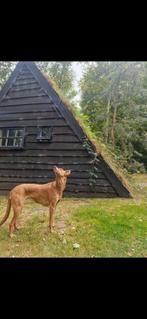 Woonruimte gezocht omg Dwingelderveld voor 1 a 2 jaar., Dwingeloo, Drenthe