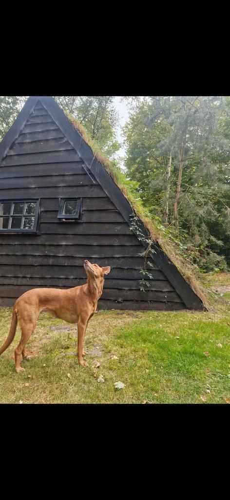 Woonruimte gezocht omg Dwingelderveld voor 1 a 2 jaar., Huizen en Kamers, Huizen te huur, Drenthe, A