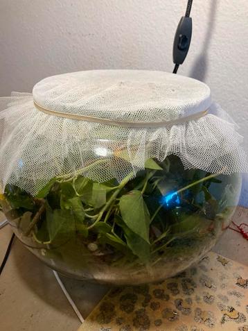Gratis op te halen 8 wandelende takken incl rond aquarium  beschikbaar voor biedingen