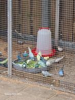 leuke jonge grasparkieten, Meerdere dieren, Tropenvogel, Tam