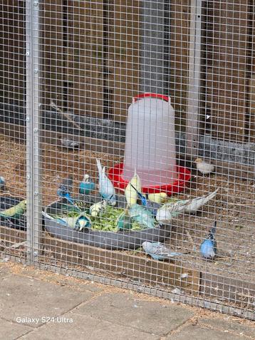 leuke jonge grasparkieten  beschikbaar voor biedingen