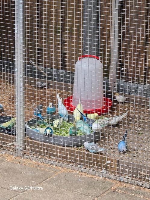 leuke jonge grasparkieten, Dieren en Toebehoren, Vogels | Overige Vogels, Tropenvogel, Meerdere dieren, Tam