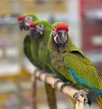 ara military & hybrid soldaten aras, Dieren en Toebehoren, Vogels | Parkieten en Papegaaien, Meerdere dieren, Papegaai, Pratend
