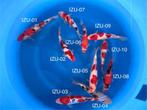 Diverse Japanse koi karper | Koikarpers  | Tosai vissen, Karper of Koi