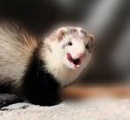 Fret pubertjes, Dieren en Toebehoren, Overige Dieren, Mei, Meerdere dieren