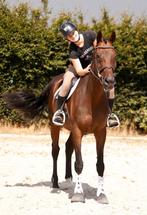 Absoluut lieve, betrouwbare en super stoere ruin!, Dieren en Toebehoren, Paarden, B, Gechipt, Ruin, Dressuurpaard