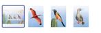 Postset van de serie Beleef de natuur - vogels Bonaire, Tickets en Kaartjes, Kortingen en Cadeaubonnen, Eén persoon, Kortingsbon