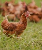 Tekoop mooie jonge legkippen bijna aan de leg, Dieren en Toebehoren, Pluimvee, Vrouwelijk, Kip