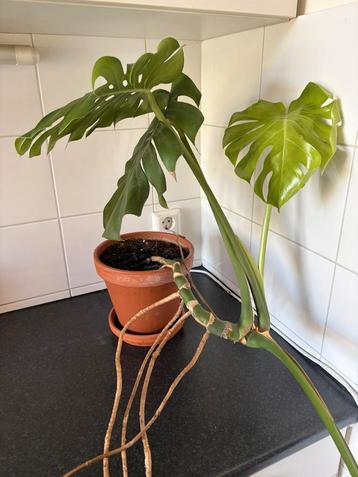 Monstera Kamerplant Met 4 grote bladeren beschikbaar voor biedingen