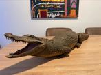 Kaaiman Brilkaaiman taxidermie opgezet reptiel dier 110cm, Ophalen, Gebruikt, Reptiel of Amfibie, Opgezet dier