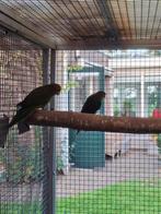 1-1 roodkop kakarikies, Dieren en Toebehoren, Meerdere dieren, Parkiet