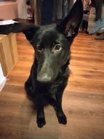 Duitse herder pup zwart, 15 weken tot 1 jaar, Reu, Parvo, Eén hond