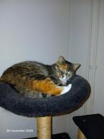 Poes zoekt nieuw huisje gaat ook graag naar buiten., Dieren en Toebehoren, Katten en Kittens | Overige Katten, Poes