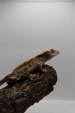 Winpergekkos 20 stuks zoeken een nieuw huisje, Dieren en Toebehoren, Reptielen en Amfibieën, Amfibie, 0 tot 2 jaar