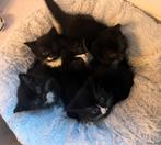 Britse korthaar x (nog 1 kitten beschikbaar), Dieren en Toebehoren, Katten en Kittens | Overige Katten, Meerdere dieren, Kortharig