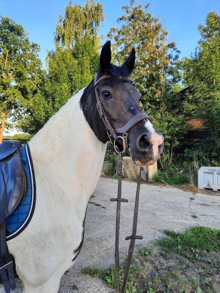 Bijrijder gezocht, Dieren en Toebehoren, Paarden en Pony's | Verzorgingsproducten, Ophalen