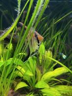 3x maanvissen, Dieren en Toebehoren, Vissen | Aquariumvissen, Vis