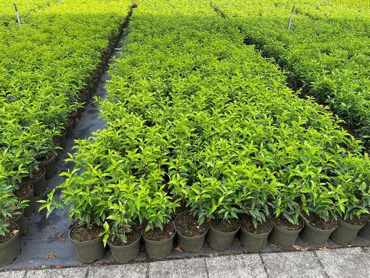 Portugese laurier in pot. Super kwaliteit!, Tuin en Terras, Planten | Tuinplanten, Overige soorten, Halfschaduw, Ophalen
