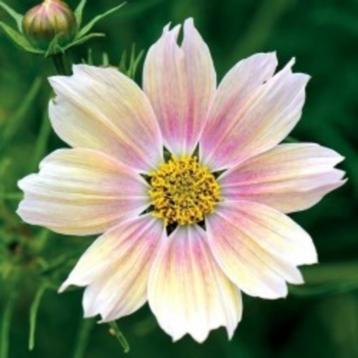 Zaden Cosmos Apricot lemonade beschikbaar voor biedingen