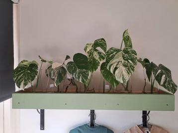 Super mooie monstera variegata gewortelde stekken beschikbaar voor biedingen