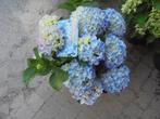 hortensia, Overige soorten, Vaste plant, Ophalen of Verzenden, Halfschaduw