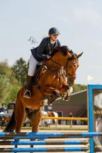 Leuke allrounder, Dieren en Toebehoren, Paarden, Springpaard, Gechipt, Ruin, 170 tot 175 cm