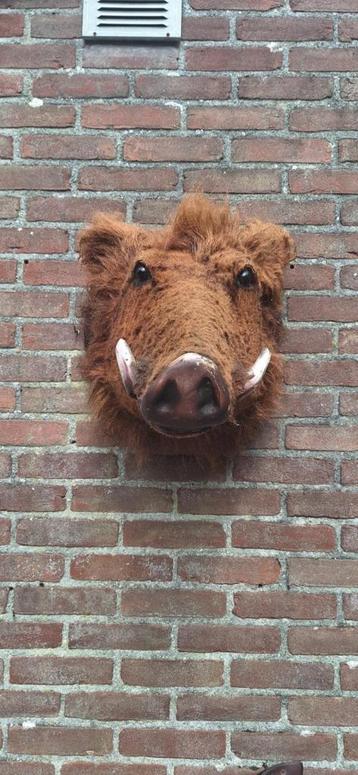Robuuste dierenkop wild zwijn beschikbaar voor biedingen